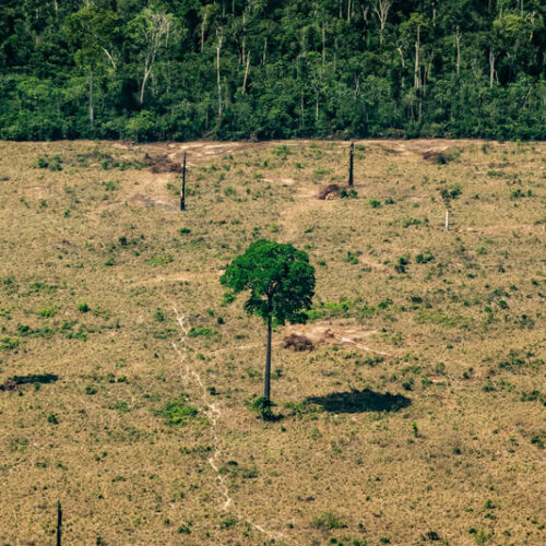 Amazônia e Cerrado batem recorde de desmatamento em março, aponta Inpe