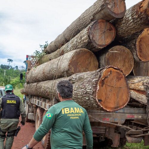 Fiscais do Ibama apreendem madeira ilegal em operação do órgão