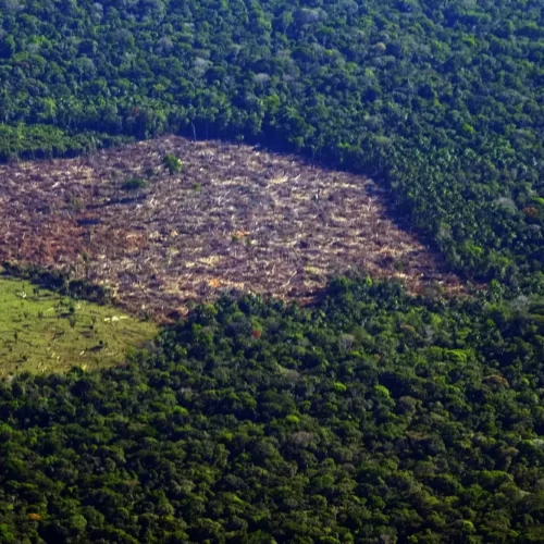 Study says that 75% of the deforestation under Bolsonaro is likely to be illegal